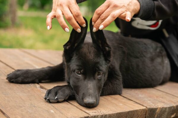 Barsa German Shepherd