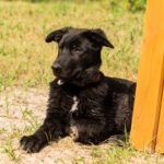 Barsa-female-German-Shepherd-puppy-for-sale-3