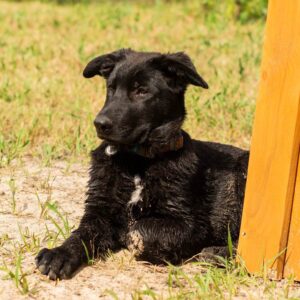 Barsa German Shepherd