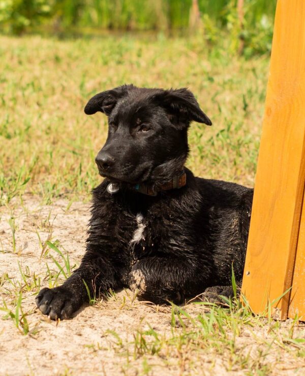 Barsa German Shepherd