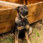 Biara German Shepherd