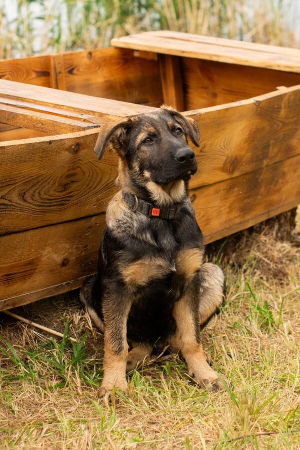 Basser German Shepherd