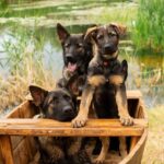 Basser-male-German-Shepherd-puppy-for-sale-2