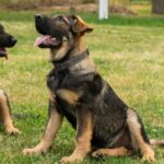 Basser-male-German-Shepherd-puppy-for-sale-3