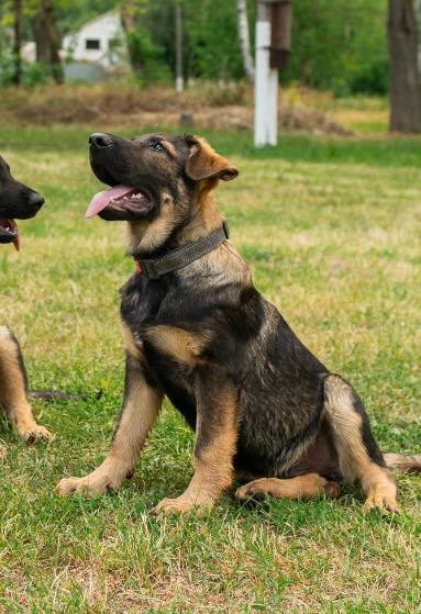 Basser German Shepherd