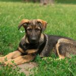 Basser-male-German-Shepherd-puppy-for-sale-4