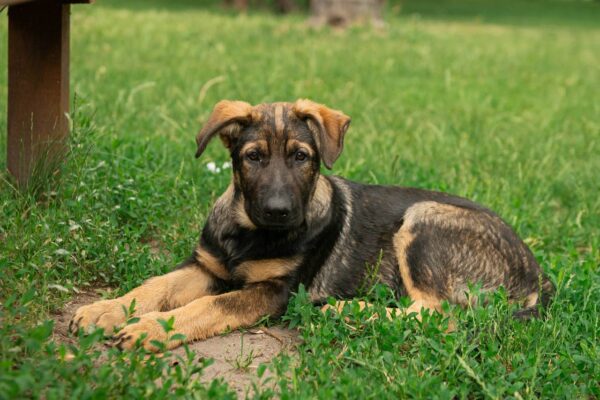 Basser German Shepherd