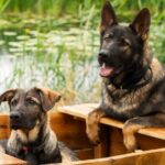 Basser-male-German-Shepherd-puppy-for-sale-5