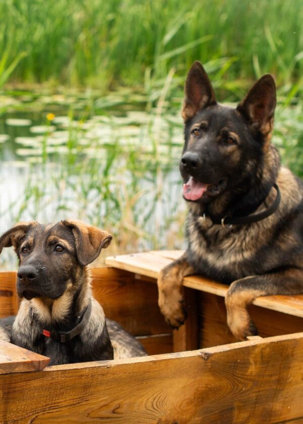 Basser German Shepherd