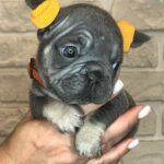 Bea-female-Big-Rope-Frenchie-puppy-for-sale-1