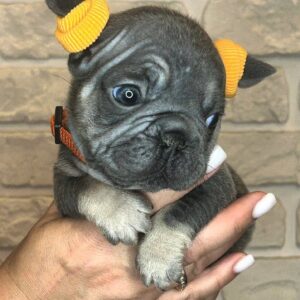 Bea Big Rope French Bulldog