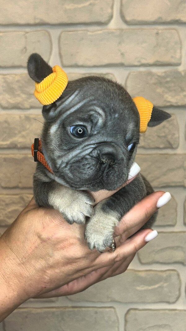 Bea Big Rope French Bulldog