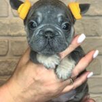 Bea-female-Big-Rope-Frenchie-puppy-for-sale-2