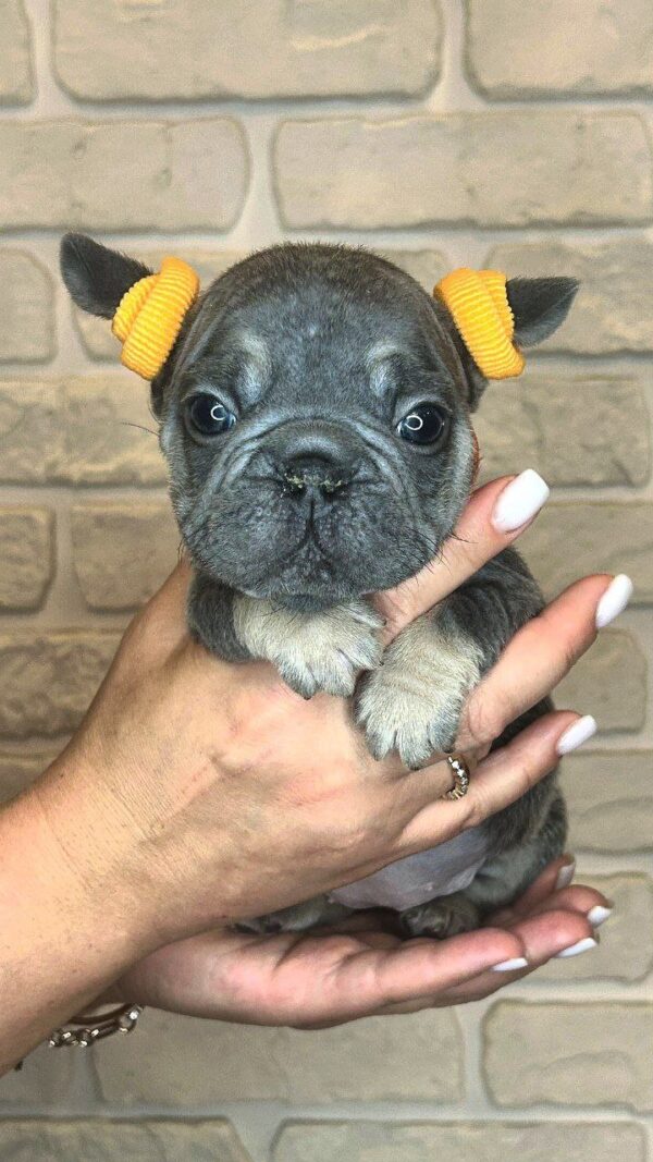 Bea Big Rope French Bulldog