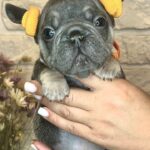 Bea-female-Big-Rope-Frenchie-puppy-for-sale-3