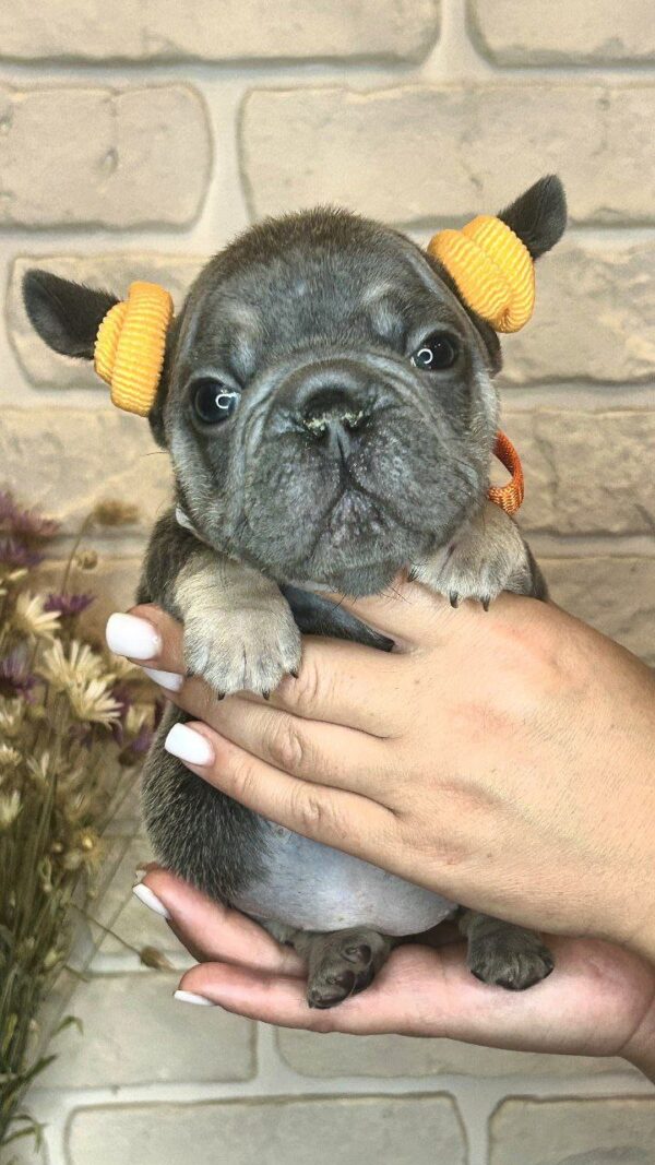 Bea Big Rope French Bulldog