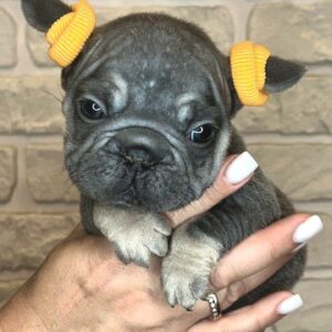 Bea Big Rope French Bulldog