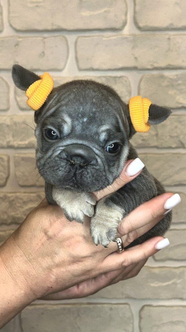 Bea Big Rope French Bulldog