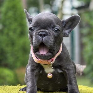 Becky French Bulldog
