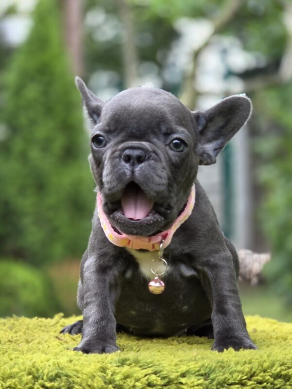 Becky French Bulldog