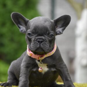 Becky French Bulldog