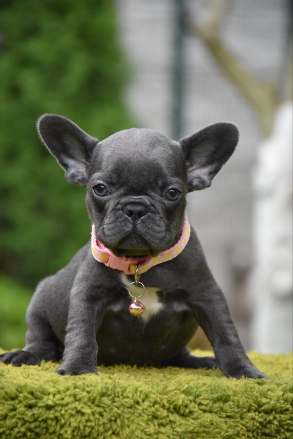 Becky French Bulldog