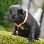 Becky-female-french-bulldog-puppy-for-sale-1 (3)