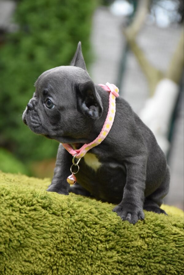 Becky French Bulldog