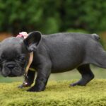 Becky-female-french-bulldog-puppy-for-sale-1 (4)
