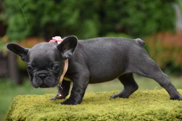 Becky French Bulldog