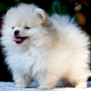 Bekka Pomeranian