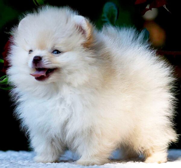 Bekka Pomeranian