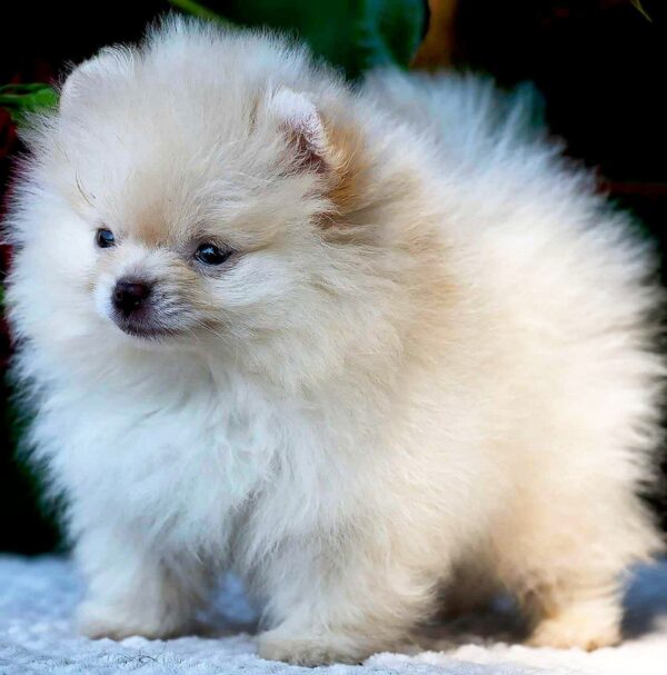 Bekka Pomeranian