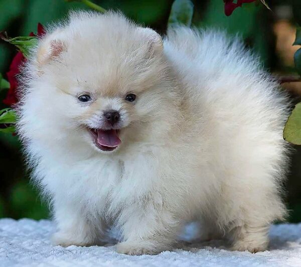 Bekka Pomeranian