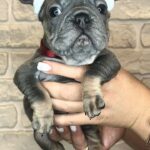 Bella-female-Big-Rope-Frenchie-puppy-for-sale-1