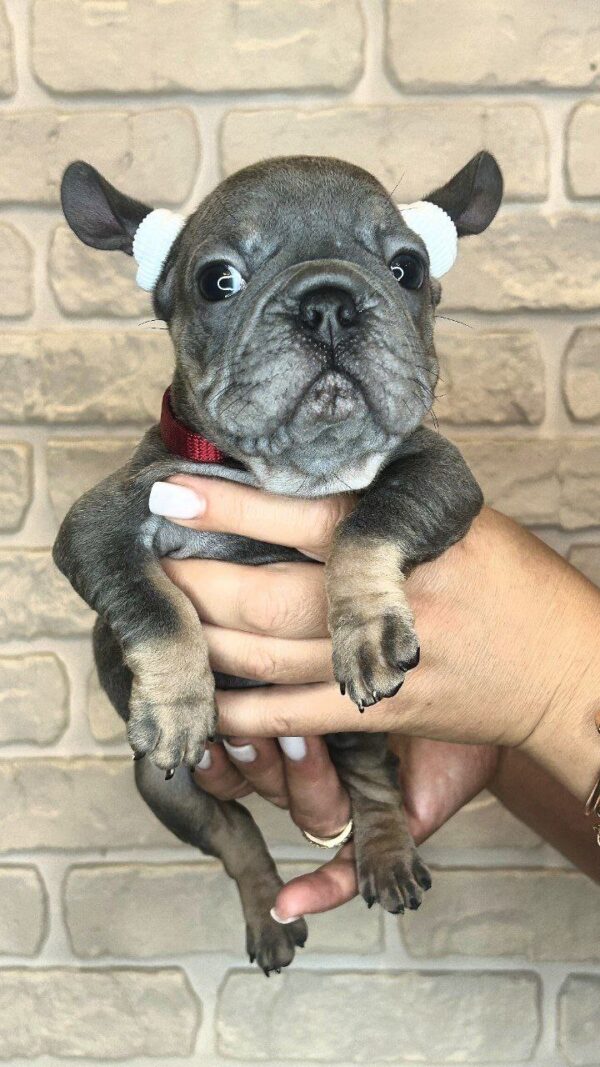 Bella Big Rope French Bulldog