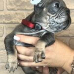 Bella-female-Big-Rope-Frenchie-puppy-for-sale-2