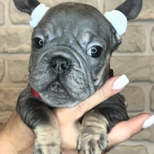 Bella Big Rope French Bulldog