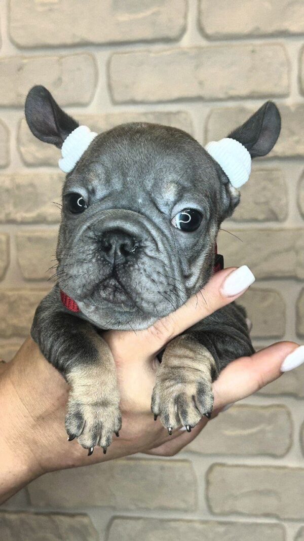 Bella Big Rope French Bulldog