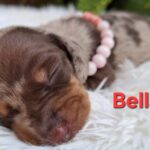 Bella-female-miniature-dachshund-puppy-for-sale- (1)