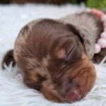 Benny Miniature Dachshund