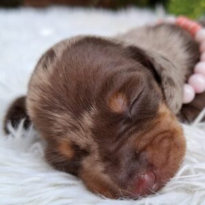 Bella Miniature Dachshund