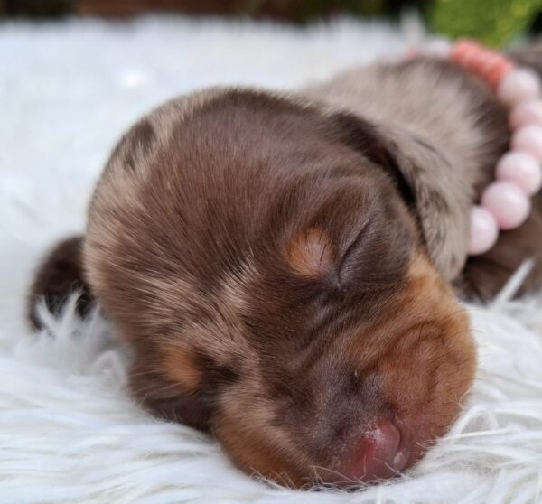 Bella Miniature Dachshund
