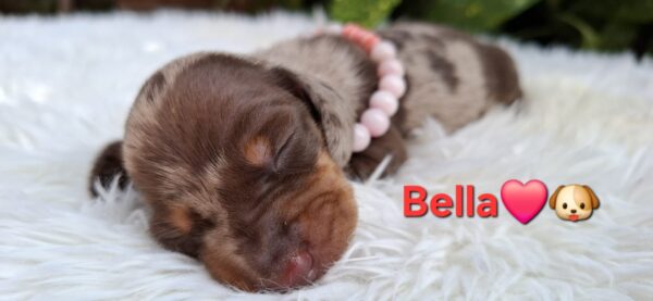Bella Miniature Dachshund