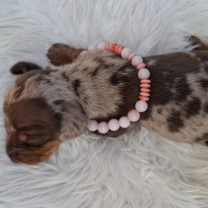 Bella Miniature Dachshund