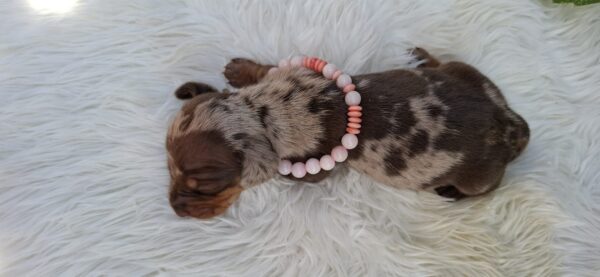 Bella Miniature Dachshund