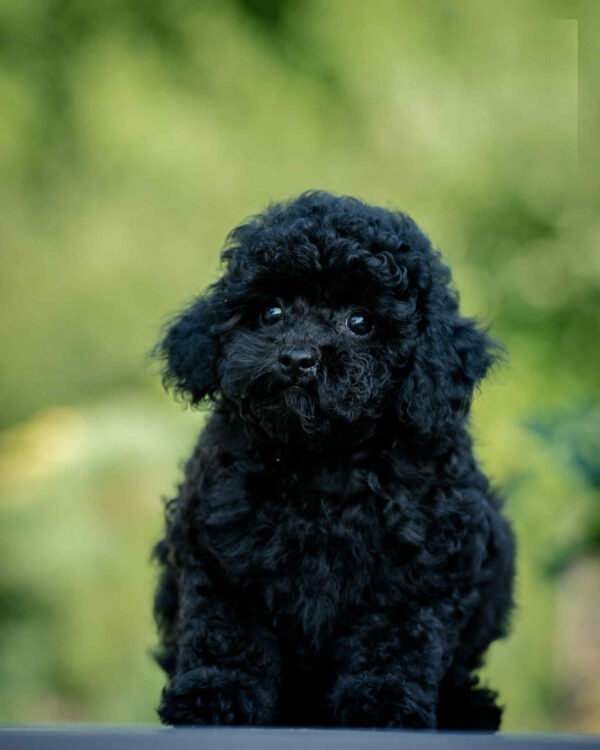Bella Toy Poodle
