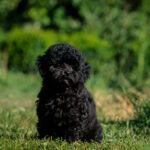 Bella-female-toy-poodle-puppy-for-sale-1 (2)