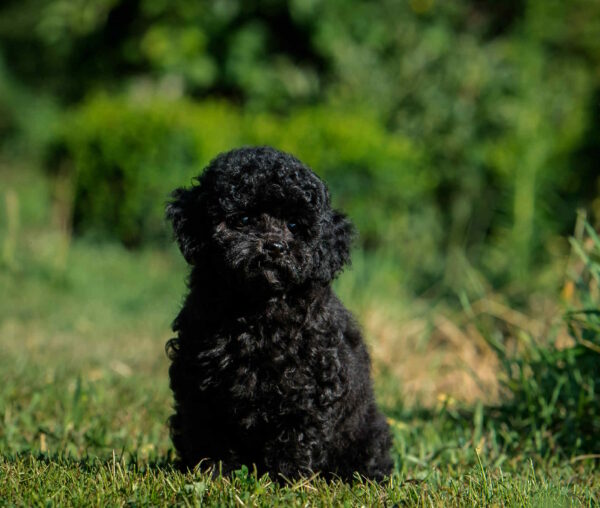 Bella Toy Poodle