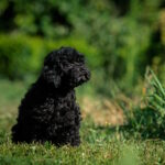 Bella-female-toy-poodle-puppy-for-sale-1 (3)